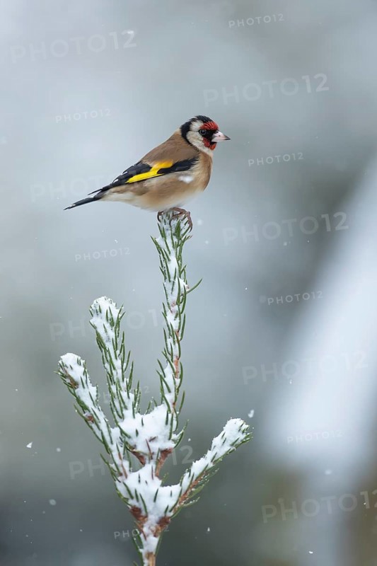 European goldfinch (Carduelis carduelis) adult garden bird on a snow covered Christmas spruce tree in winter, England, United Kingdom