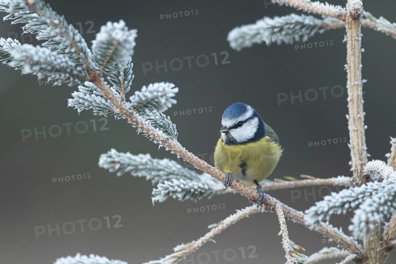 Blue tit (Cyanistes caeruleus) adult garden bird on a frost covered Christmas spruce tree in winter, England, United Kingdom