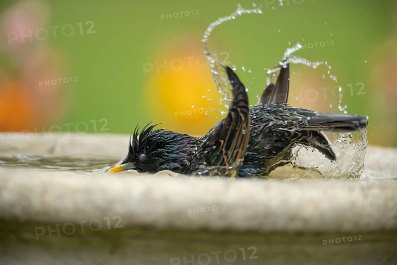 European starling (Sturnus vulgaris) adult garden bird washing in a bird bath in spring, England, United Kingdom