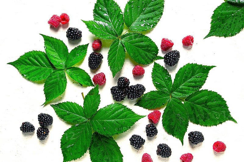 Fresh blackberries and raspberries, with foliage, top view, on a light background, no people