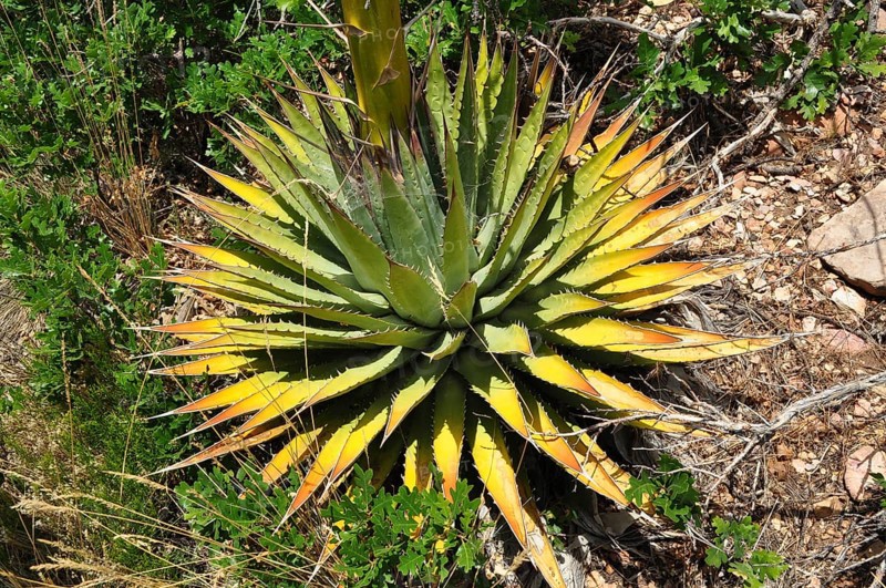 Green and yellow leaves of a Utah agave (Agave utahensis) in a natural, dry environment, Grand Canyon National Park, Arizona, USA