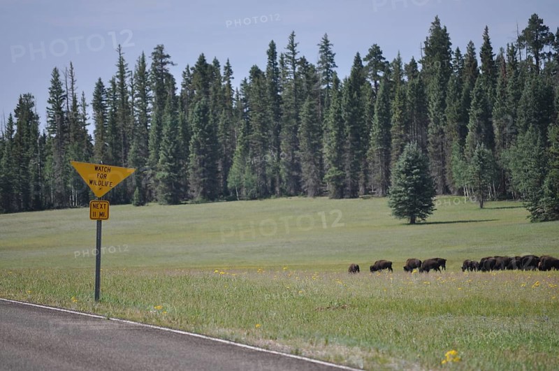 Herd of buffalo, American Bison (Bos bison), in a meadow next to a road with a warning sign, Grand Canyon National Park, Arizona, USA