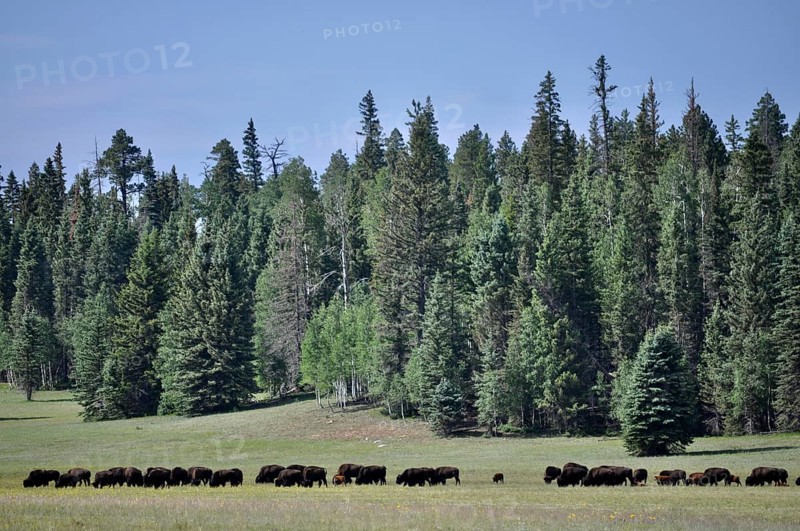 Bison, American Bison (Bos bison), in a meadow in front of a dense forest under a clear sky, Grand Canyon National Park, Arizona, USA