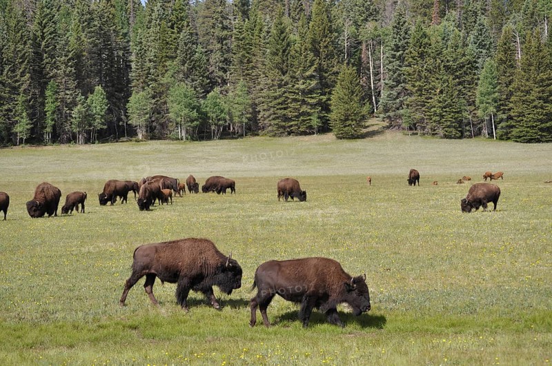 Two bison, American Bison (Bos bison), grazing in a spacious meadow in front of a dense forest, Grand Canyon National Park, Arizona, USA