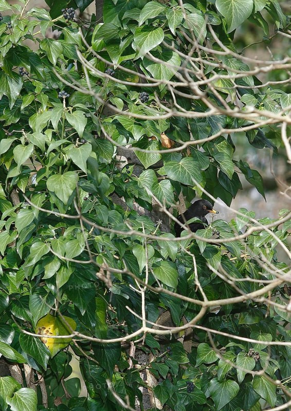 Blackbird (Turdus merula), male, eating ivy berries (Hedera helix), North Rhine-Westphalia, Germany