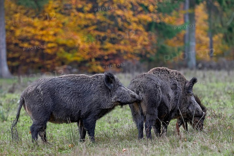 Through scent marks on themselves or on objects, conspecifics of an animal species receive a wide variety of information, this also happens between animals of the same sex, such as these two wild boar (Sus scrofa), physical contact, social behaviour, smell, sniffing, Germany