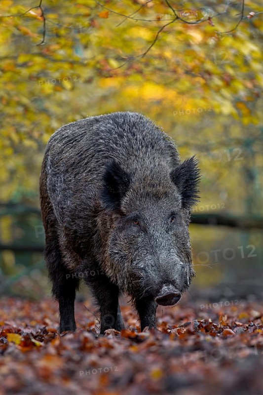 A wild boar (Sus scrofa) has sought out a quiet beech forest and is rummaging through the leaves for food, autumn, autumn colours, Germany