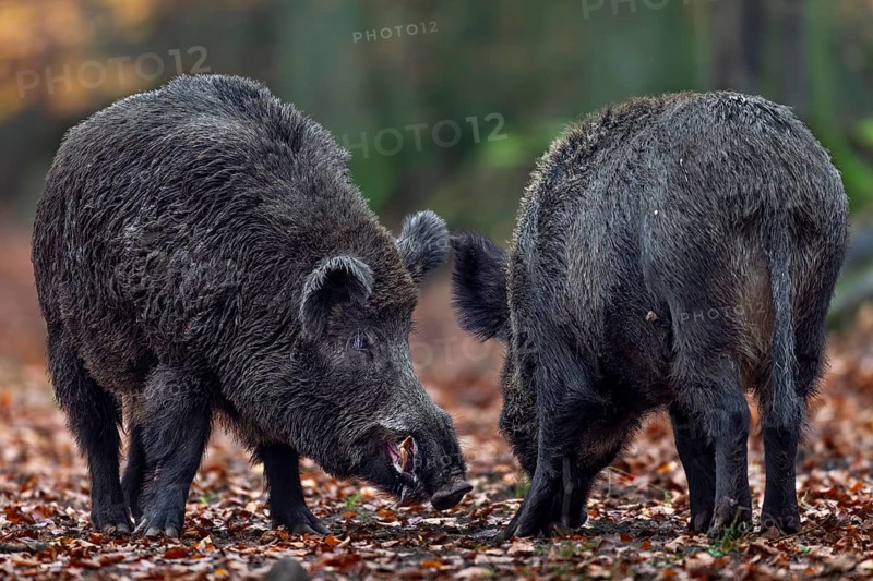 Wild boar (Sus scrofa) testing the readiness of a female to mate, autumn, autumn colours, mating season, Germany