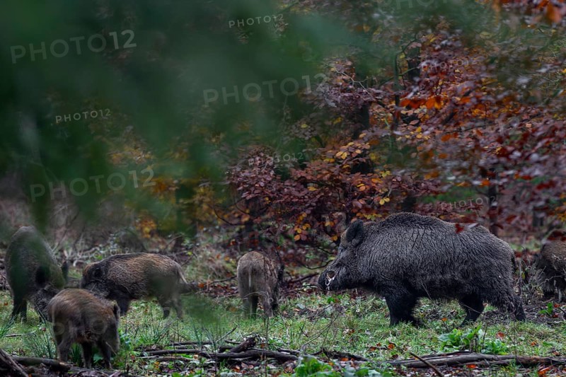 A wild boar boar (Sus scrofa) with saliva foam on its mouth approaches a brook looking for food with its young in a forest clearing during the mating season, autumn, autumn colours, mating season, Germany