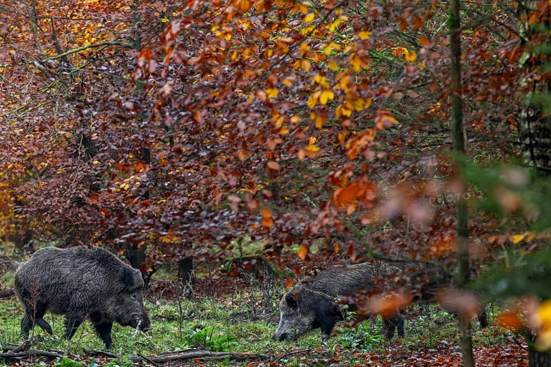 A wild boar (Sus scrofa) with saliva foam on its mouth approaches two wild boars looking for food in a forest clearing during the mating season, autumn, autumn colours, mating season, Germany