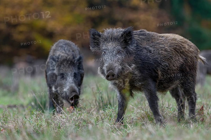 Wild boars (Sus scrofa) warn each other of supposed danger by making a loud blowing noise, after which they often flee, autumn, autumn colours, Germany