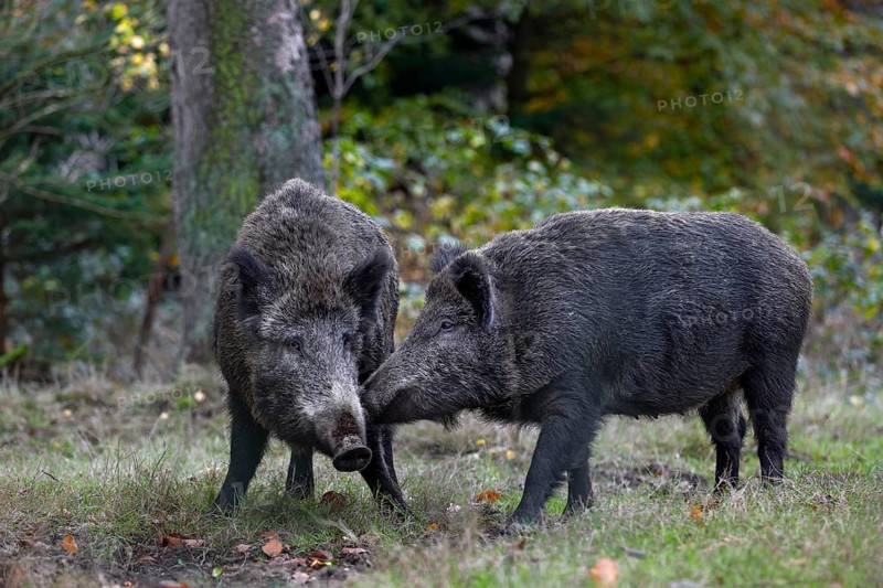 A wild boar (Sus scrofa) seeks contact with another wild boar in the herd, physical contact, social behaviour, Germany
