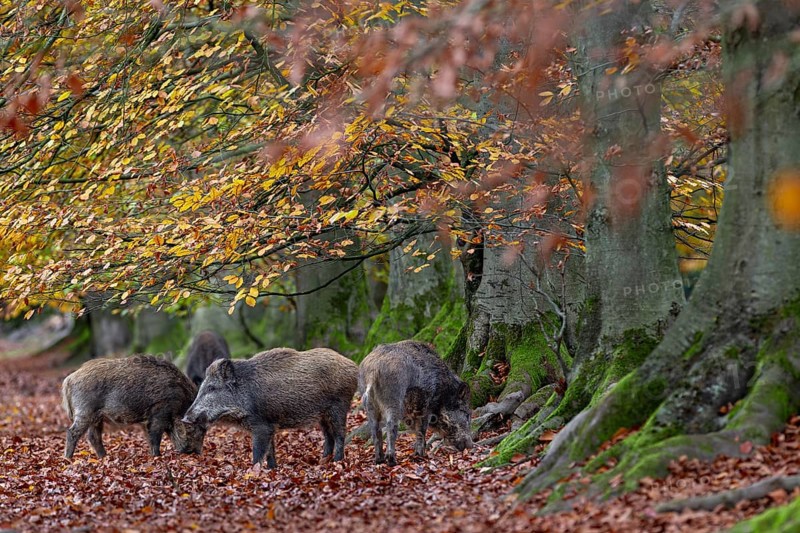 At the edge of the forest, a group of wild boar (Sus scrofa) forages for beechnuts under beech trees, autumn, autumn colours, Germany