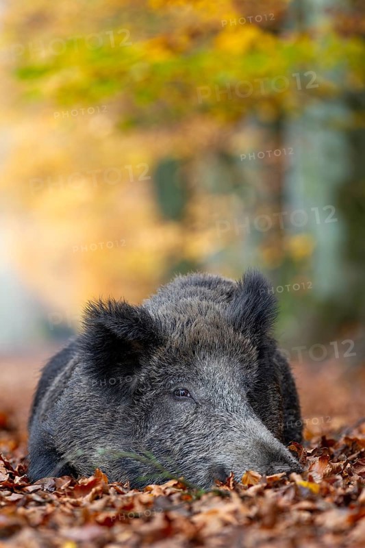 A wild boar (Sus scrofa) resting in a beech forest, autumn, autumn colours, Germany