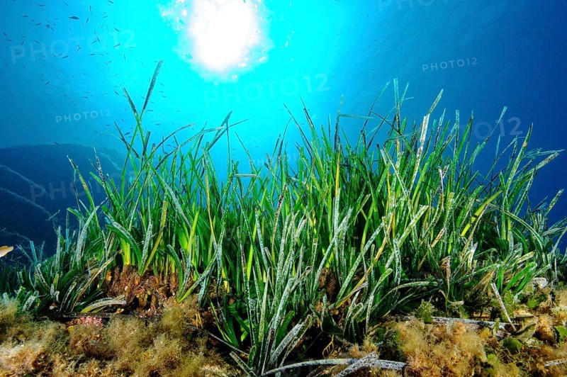 Underwater photo Partial view of seagrass meadow of Neptune grass (Posidonia oceanica) stores carbon Indicators of good water quality, Mediterranean Sea