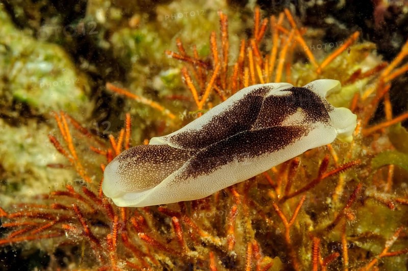Underwater photo of Star-headed Shield Snail (Chelidonura amoena) Yellow-banded Swallowtail Snail Sea snail, Pacific Ocean, Philippine Sea, Moalboal, Cebu, Visayas, Philippines