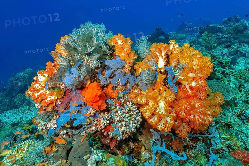 Underwater photo of colourful overgrown coral block with soft corals (Dendronephthya) and hard corals (Scleractinia) in a coral reef habitat threatened by global warming, Pacific, Indonesia