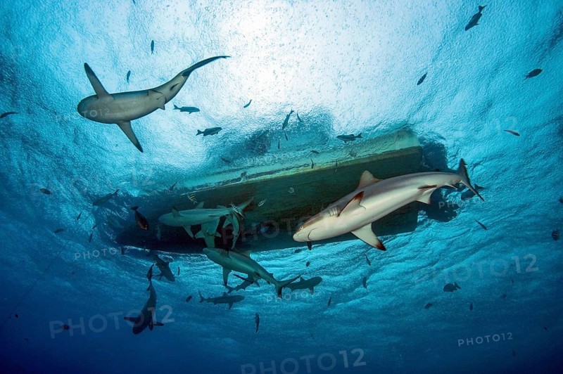 Underwater photo up view of several gray reef sharks circling around dive boat boat for scuba divers, raindrops patter on sea surface, Pacific Ocean, Yap Island, Yap State, Caroline Islands, FSM, Federated States of Micronesia, Australia, Oceania