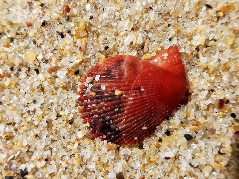 Shiny red mussel shell (bivalvia) in the sand, natural environment on the beach, Algarve, Portugal