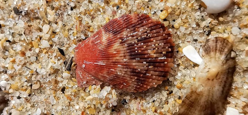 Red mussel shell (bivalvia) lying on sandy ground on the beach, detailed texture visible, Algarve, Portugal