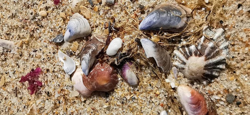 Mussels (bivalvia) and shells scattered in the sand on a beach, natural colours and textures, Algarve, Portugal