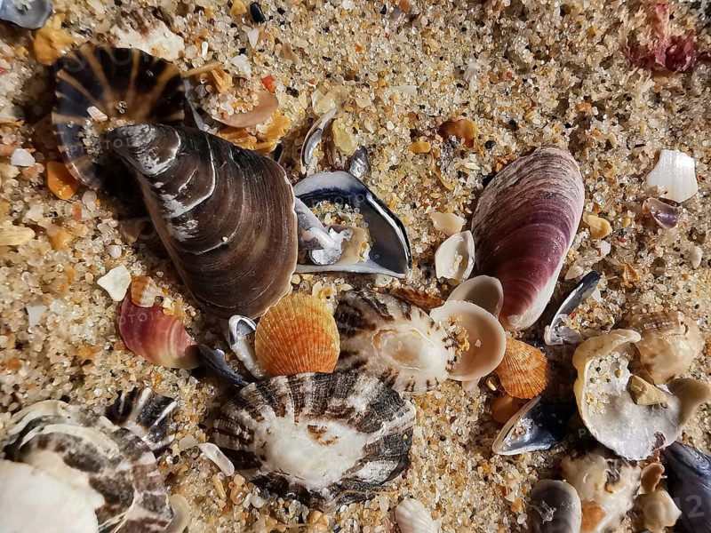 Large, colourful mussels (bivalvia) and small shells embedded in sand, Algarve, Portugal