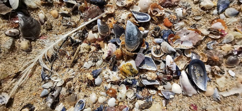 Variety of mussels (bivalvia) and feathers scattered on sandy soil, Algarve, Portugal