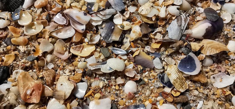Various mussels (Bivalvia) and shells spread out on sand, Algarve, Portugal