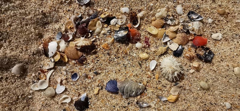 Various small shells (bivalvia) in bright colours scattered on sand, Algarve, Portugal