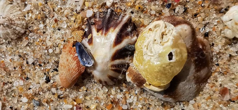 Close-up of two large mussels (bivalvia) and a small snail shell, Algarve, Portugal