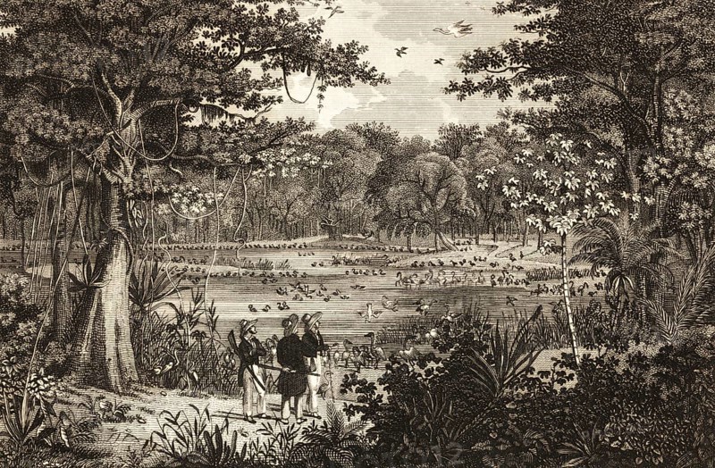 Bird pond on Rio São Fransico, Rondonia, Brazil, natural landscape, forest, lianas, agaves, three Europeans, rifle, birdlife, steel engraving, historical illustration 1834