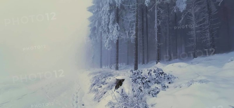 Snowy forest floor with foggy, quiet winter trees, winter, hiking in the Thuringian Forest nature park Park