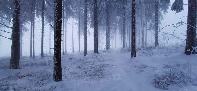 Foggy winter forest with snow-covered trees at dusk, winter, hiking in the Thuringian Forest nature park Park