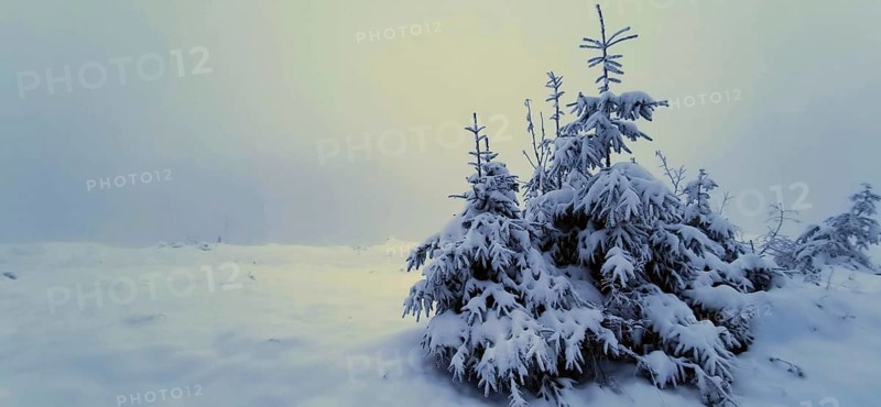 Snowy conifers in a foggy winter landscape, hiking on the Rennsteig, Thuringian Forest nature park Park