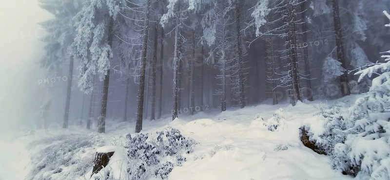 Snowy and frosty forest provides a quiet, cold atmosphere, winter, hiking in the Thuringian Forest nature park Park