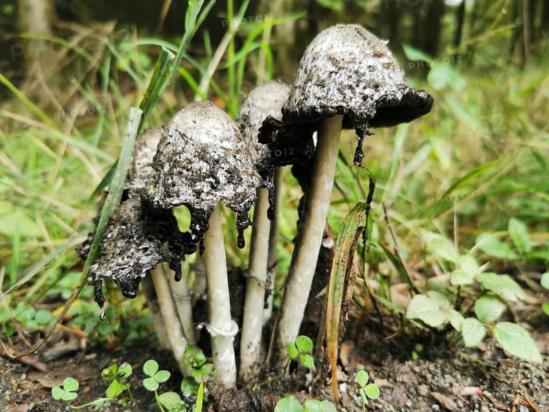 Black mushrooms, Tintlinge (coprinus) with hanging cap in the forest, Franconian Forest nature park Park