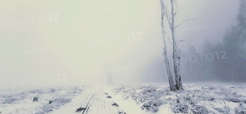 A lonely tree stands in a foggy, snowy winter field, winter hiking, Rennsteig, Thuringian Forest nature park Park