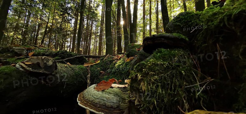 Illuminated forest, mystical, atmospheric atmosphere with sun rays and thick moss, tree sponges, mushroom in the foreground, hiking in the Thuringian Forest nature park Park, Thuringia