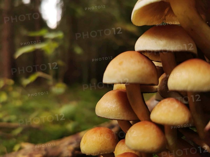 Close-up of mushrooms, stick sponges (kuehneromyces mutabilis) in the forest against a blurred background, Franconian Forest nature park Park