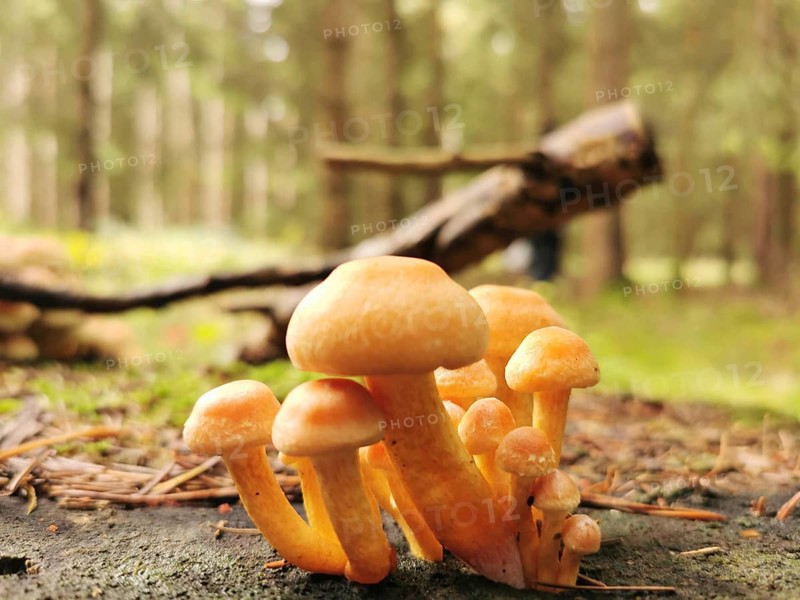 Group of Golden needle mushrooms (Flammulina velutipes) on forest floor with wooden trunks in the background, Franconian Forest nature park Park
