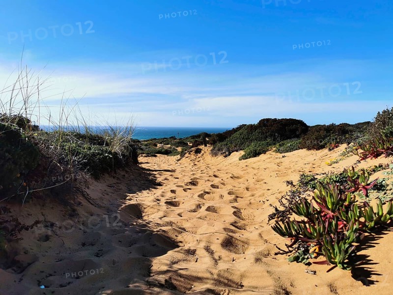 A sandy trail leads through dense plants, reveals the bright blue sky in the background, hiking on the Fisherman's Trail, Algarve, Portugal