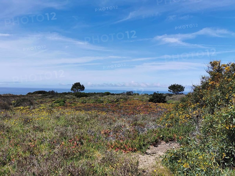 Extensive meadow landscape with colorful wildflowers and blue sky, natural surroundings, hiking on the Fisherman's Trail, Algarve, Portugal
