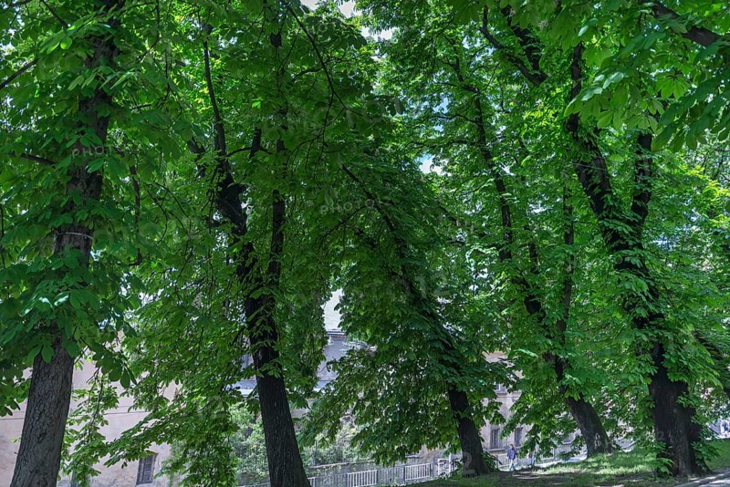 Avenue with old chestnut trees (Aesculus hippocastanum), Lviv, Ukraine