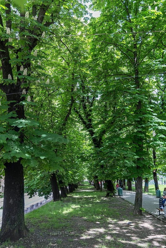 Chestnut Avenue (Castanea), Lviv, Ukraine