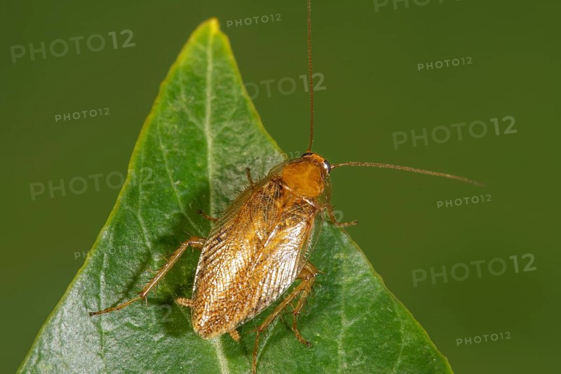 Bechstein's forest cockroach (Ectobius vittiventris) sitting on a green leaf in a natural environment, Baden-Württemberg, Germany