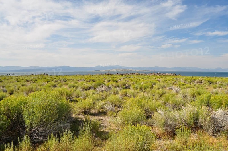 An expansive landscape with yellow rabbitbrush (Chrysothamnus vicidiflorus), a blue sky and scattered clouds radiating tranquility, Mono Lake, California, USA