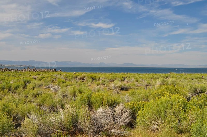 A hilly riparian landscape with shrubs, yellow rabbitbrush (Chrysothamnus vicidiflorus), a lake, Natron Lake, and a soft sky full of clouds, Mono Lake, California, USA