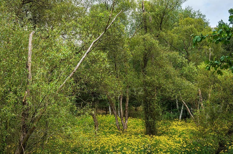 Picturesque landscape and vegetation in the Königsbrücker Heide Nature Reserve, former Soviet Army training area, Königsbrück, West Lusatia, Saxony, Germany. Picturesque landscape and vegetation in the Königsbrücker Heide Nature Reserve, former Soviet Army Training Area, Königsbrück, West Lusatia, Saxony, Germany