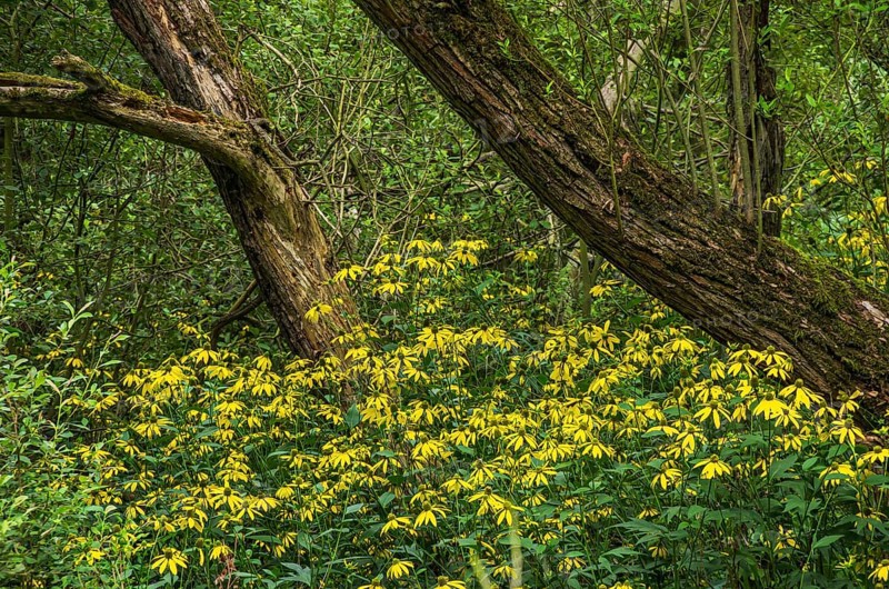 Vegetation of yellow coneflower, echinacea, in the Königsbrücker Heide nature reserve, former Soviet Army training ground, Königsbrück, western Lusatia, Saxony, Germany. Vegetation of yellow coneflowers, echinacea, in the Königsbrücker Heide nature reserve, former Soviet Army training area, Königsbrück, West Lusatia, Saxony, Germany