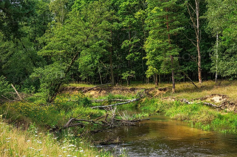 The Pulsnitz river in a picturesque landscape in the Königsbrücker Heide Nature Reserve, former Soviet Army training ground, Königsbrück, West Lusatia, Saxony, Germany. The Pulsnitz Rivulet in the picturesque landscape of the Königsbrücker Heide Nature Reserve, former Soviet Army Training Area, Königsbrück, West Lusatia, Saxony, Germany